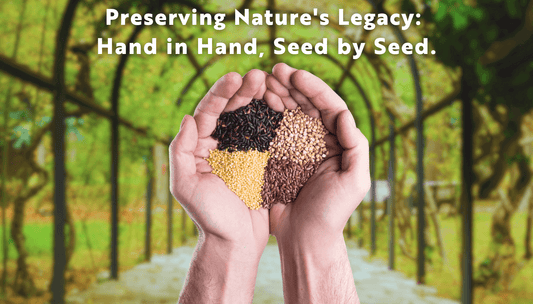 Hands holding a handful of heirloom seeds