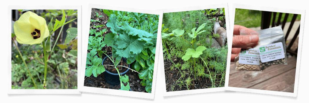 Collage of plants like okra, kale dill and seeds