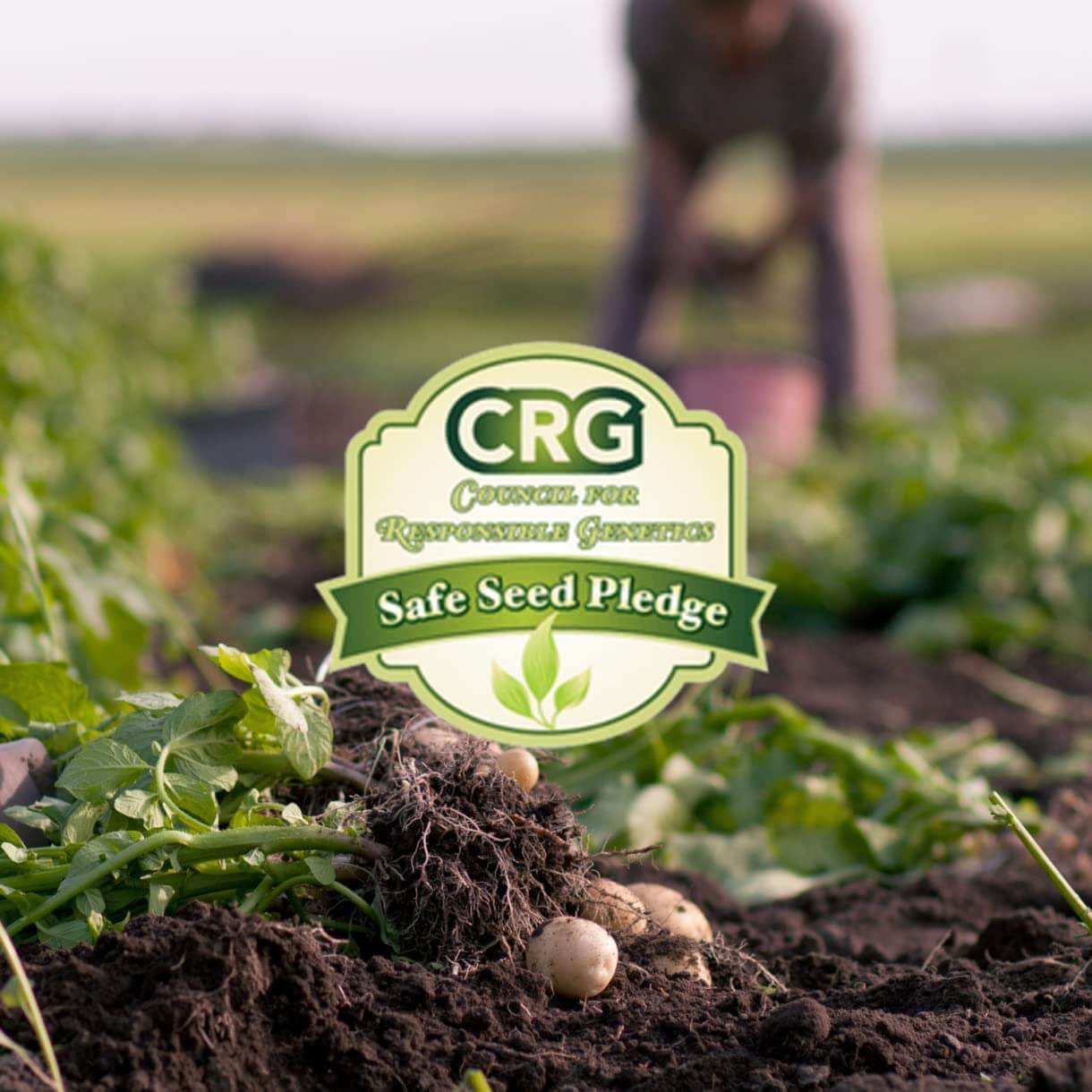 Image featuring the CRG Safe Seed Pledge logo and details, promoting commitment to safe and ethical seed practices