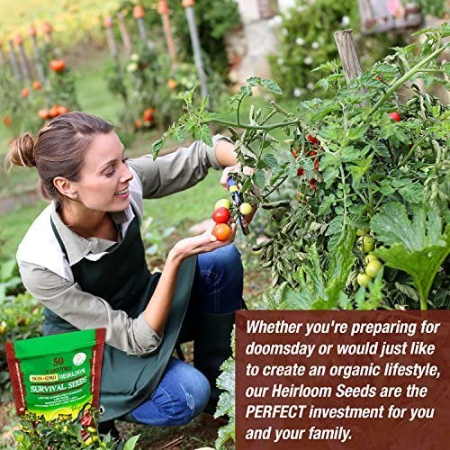 Image depicting a woman harvesting a ripe tomato, with a selection of heirloom seeds