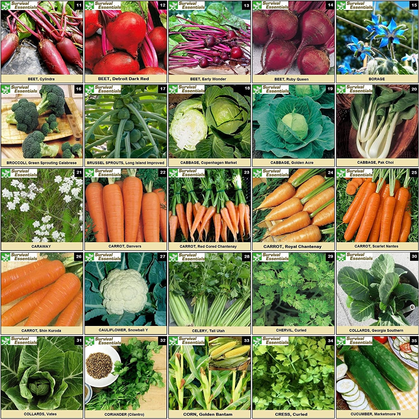 Image displaying a variety of vegetables arranged alphabetically from B to C, showcasing a diverse selection of produce