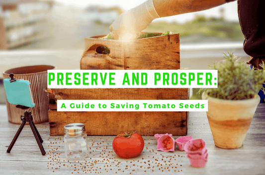 A man planting tomato seeds on a table filled with tomato seeds