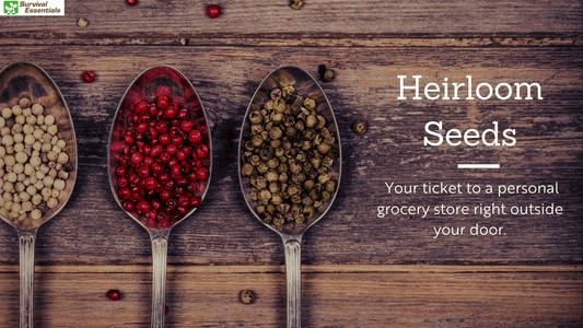 A photo of a spoonful of heirloom seeds