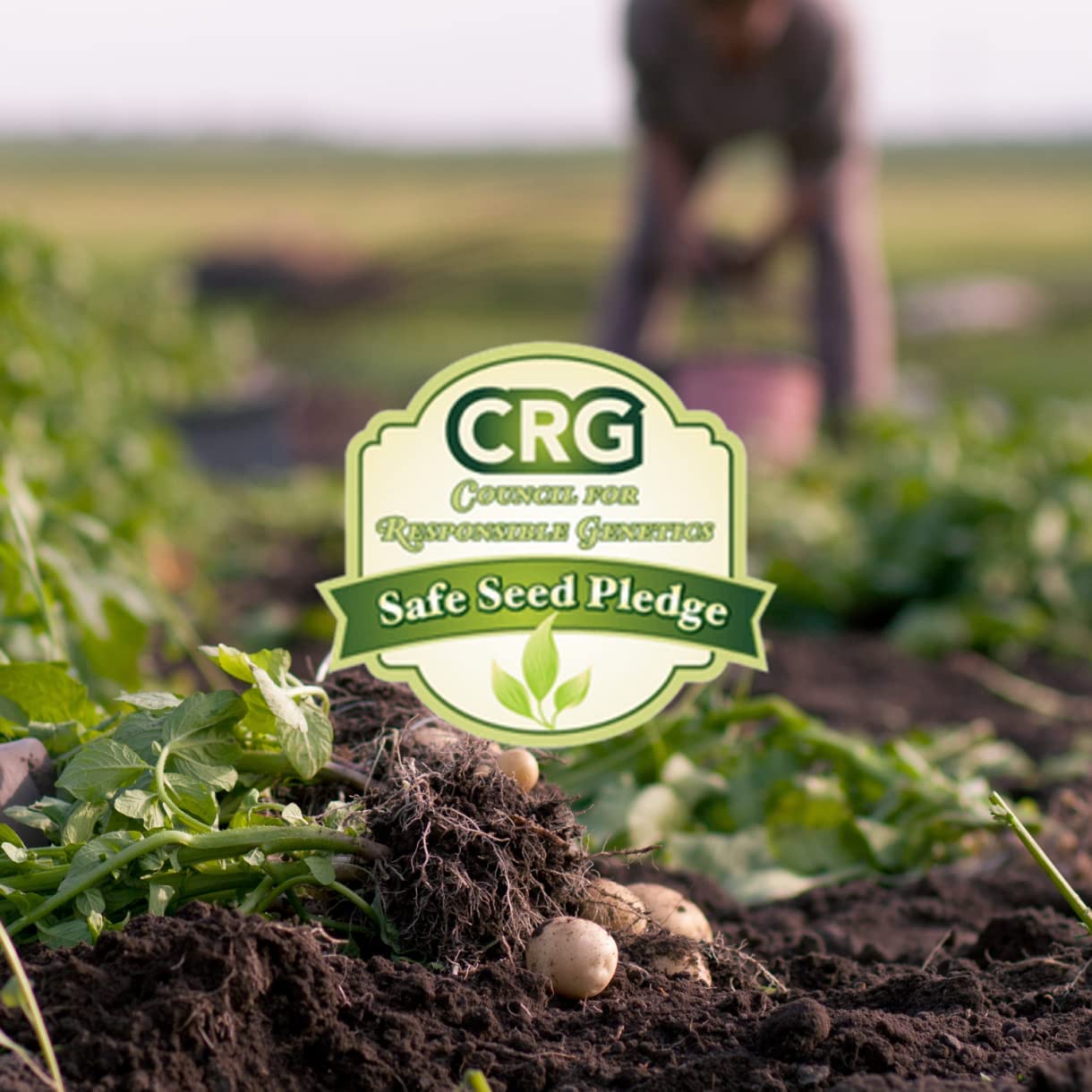 Image showcasing the CRG Safe Seed Pledge logo, symbolizing a commitment to ethical and sustainable seed practices 