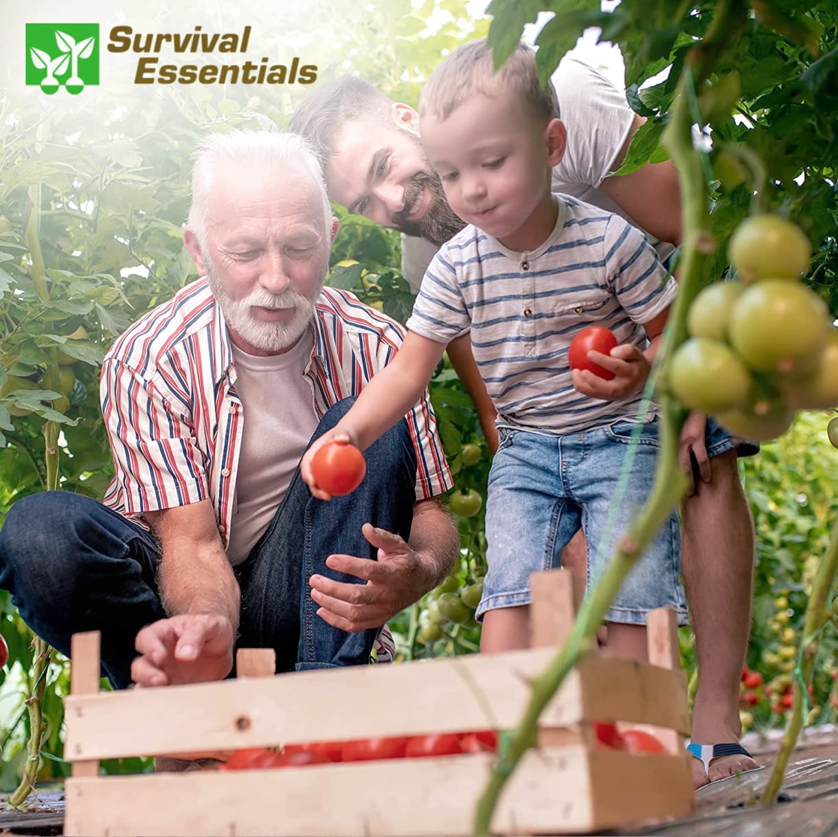 Image showing a multi-generational family gathering, with a grandfather, his son, and grandson harvesting ripe tomatoes together in a garden, symbolizing family bonding, tradition, and the joy of gardening across generations